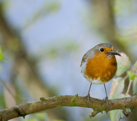 European robin (erithacus rubecula)