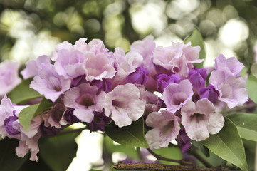 Garlic vine violet flower selective focus point