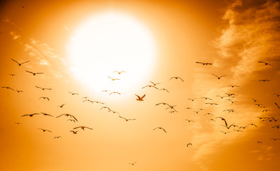 Beautiful sunset sky with birds © oneinchpunch