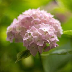 closeup image of hydrangea flower