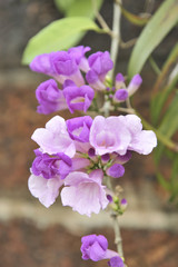 Obraz premium Garlic vine violet flower selective focus point