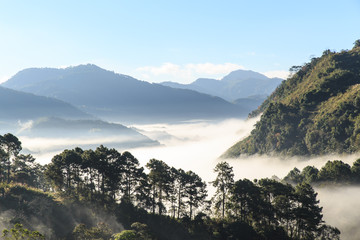 Mist in the Valley in the morning, winter in ChiangMai Thailand,