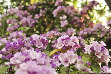 Naklejka premium Garlic vine violet flower selective focus point