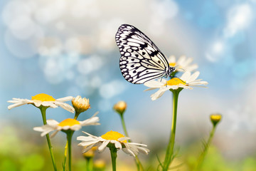 Schmetterling auf einer Wiese mit Margeriten