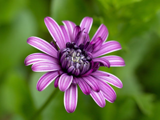 osteospermum blooming in the garden