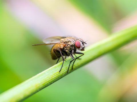 Drosophile Fly Insect on Green Grass