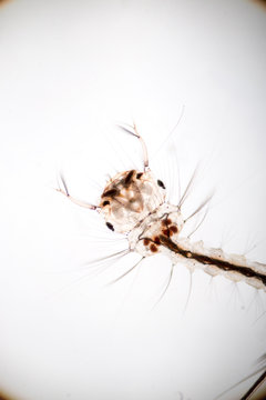   The Mosquito (Larva) under microscope view.