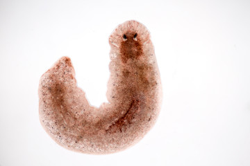 Planarian parasite (flatworm) under microscope view.