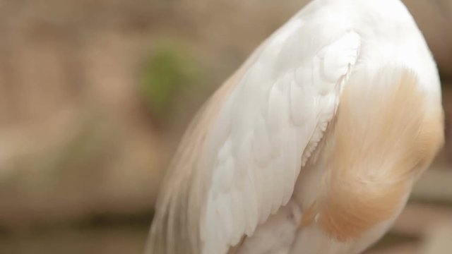 The cattle egret (Bubulcus ibis), a cosmopolitan species of heron. White bird cleans its feathers. Malaysia.