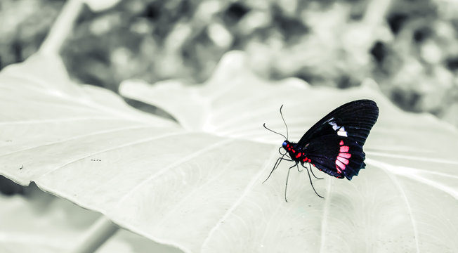 Cattleheart Butterfly (Parides iphidamas)