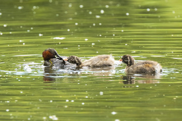 little grebe Tachybaptus ruficollis feeding chicks