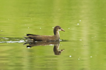 Young common moorhen, Gallinula chloropus