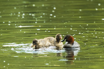 little grebe Tachybaptus ruficollis feeding chicks