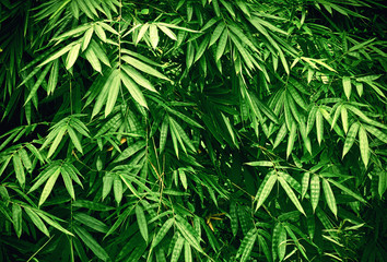 Fototapeta premium Wzór liści bambusa na powierzchni