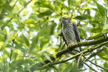 Goshawk, Accipiter gentilis, perched in a tree