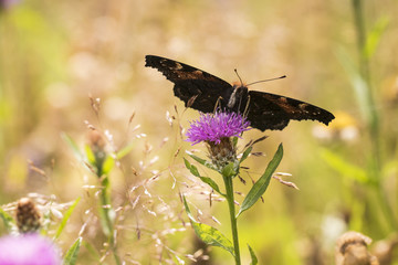 European Peacock butterfly Aglais io feeding
