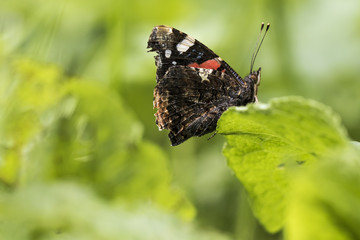 Red Admiral butterfly, Vanessa atalanta, resting