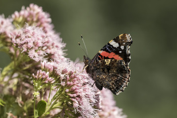 Red Admiral butterfly, Vanessa atalanta, pollinating