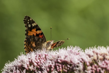 Painted Lady butterfly