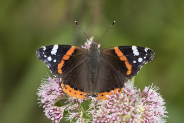 Red Admiral butterfly, Vanessa atalanta, pollinating