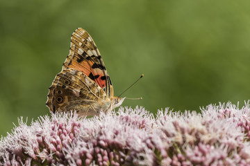 Painted Lady butterfly