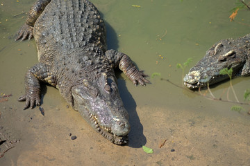Crocodiles at Crocodile Farm in Thailand.