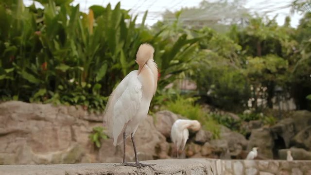 The cattle egret (Bubulcus ibis), a cosmopolitan species of heron. White bird cleans its feathers. Malaysia.