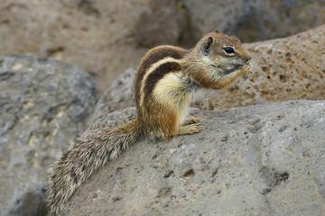 Streifenhörnchen am Strand von Fuerteventura