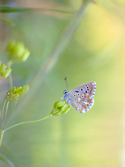 small butterfly resting on a flower