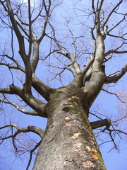 Fototapeta na wymiar 欅の枯れ木