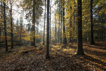 Bergwald im Nebel