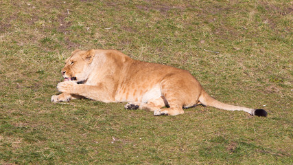 Lioness washing in het natural habitat