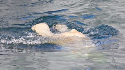 Naklejka premium Close-up of a polarbear (icebear) jumping in the water