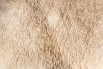 Close-up of a polarbear