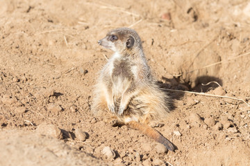 Obraz premium Meerkat on guard duty