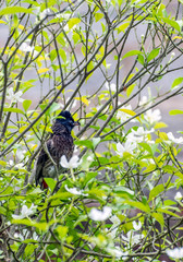 Red vented Bulbul,of Sri Lanka with an insect in it is beak to feed its young.Brown feathers with a black head with whiskers round its beak commonly found in Sri Lanka gardens and woodlands.