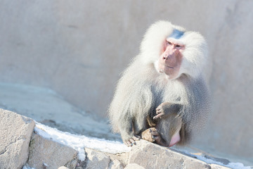 Obraz premium Close up of male hamadryas baboon