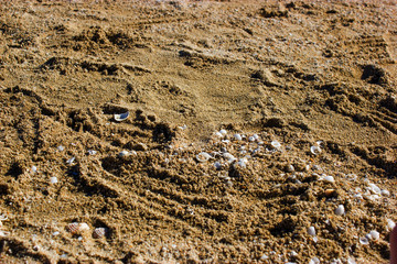 fuerteventura. canary islands