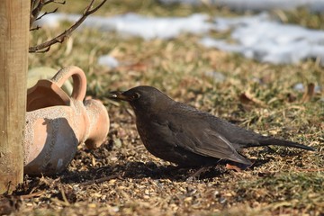 Ein Amselweibchen hat einen Futterkern im Schnabel