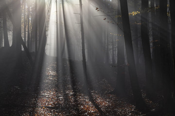 Bergwald im Nebel