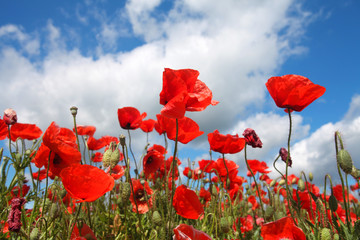 Fototapeta premium Mohnblumenwiese bei Sonnenschein