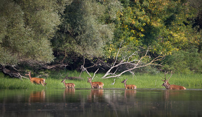 Obraz premium Red deer and hinds in river