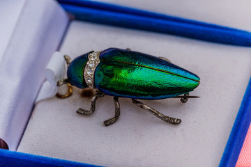 Brooch jewelry from metallic wood-boring beetle