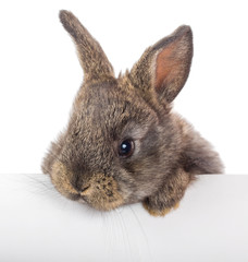 little rabbit with blank billboard - 135442826