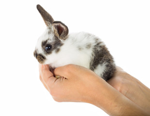 little white and black rabbit sitting in hands