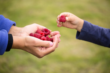 Child taking raspberry from mother's hands - 135442852