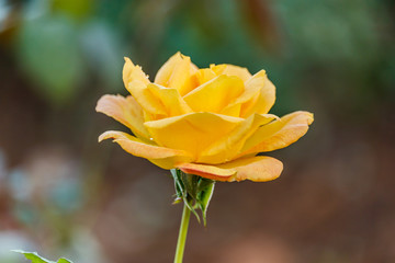 rose flowers in the garden in summer