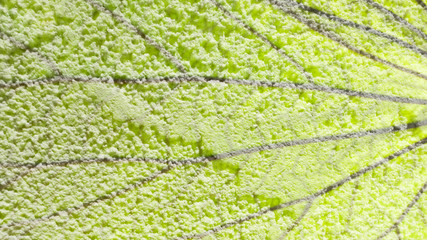 abstract color cement wall overlay with leaf texture background