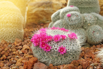 Obraz na płótnie Canvas Cactus