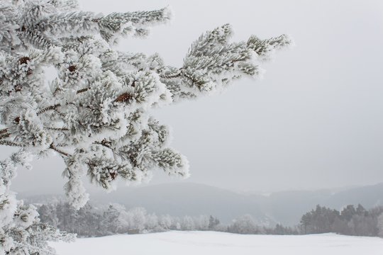 Freezing fog on trees. Icing on the branches of pine trees. Cold morning in the countryside. Rural Landscape in the Czech Republic in the winter. Snowy Forest.